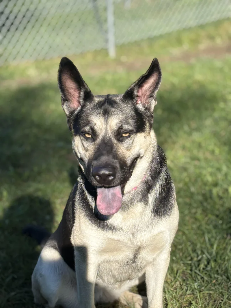 An adult large-sized female German Shepherd Dog dog named Chicharron for adoption in Grayslake, IL