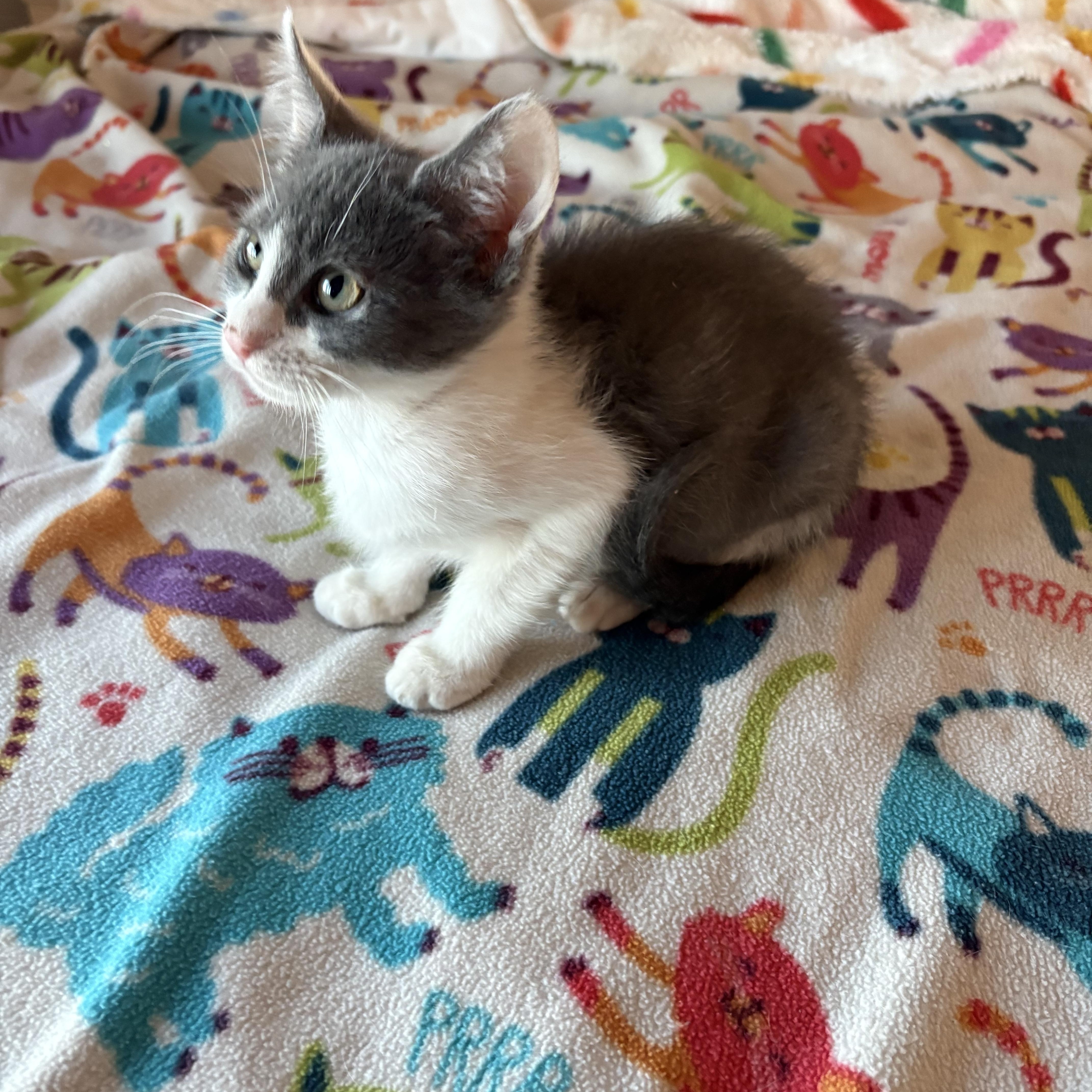 A baby large-sized male Gray & White Domestic Short Hair cat named Brick for adoption in SCOTTSDALE, AZ