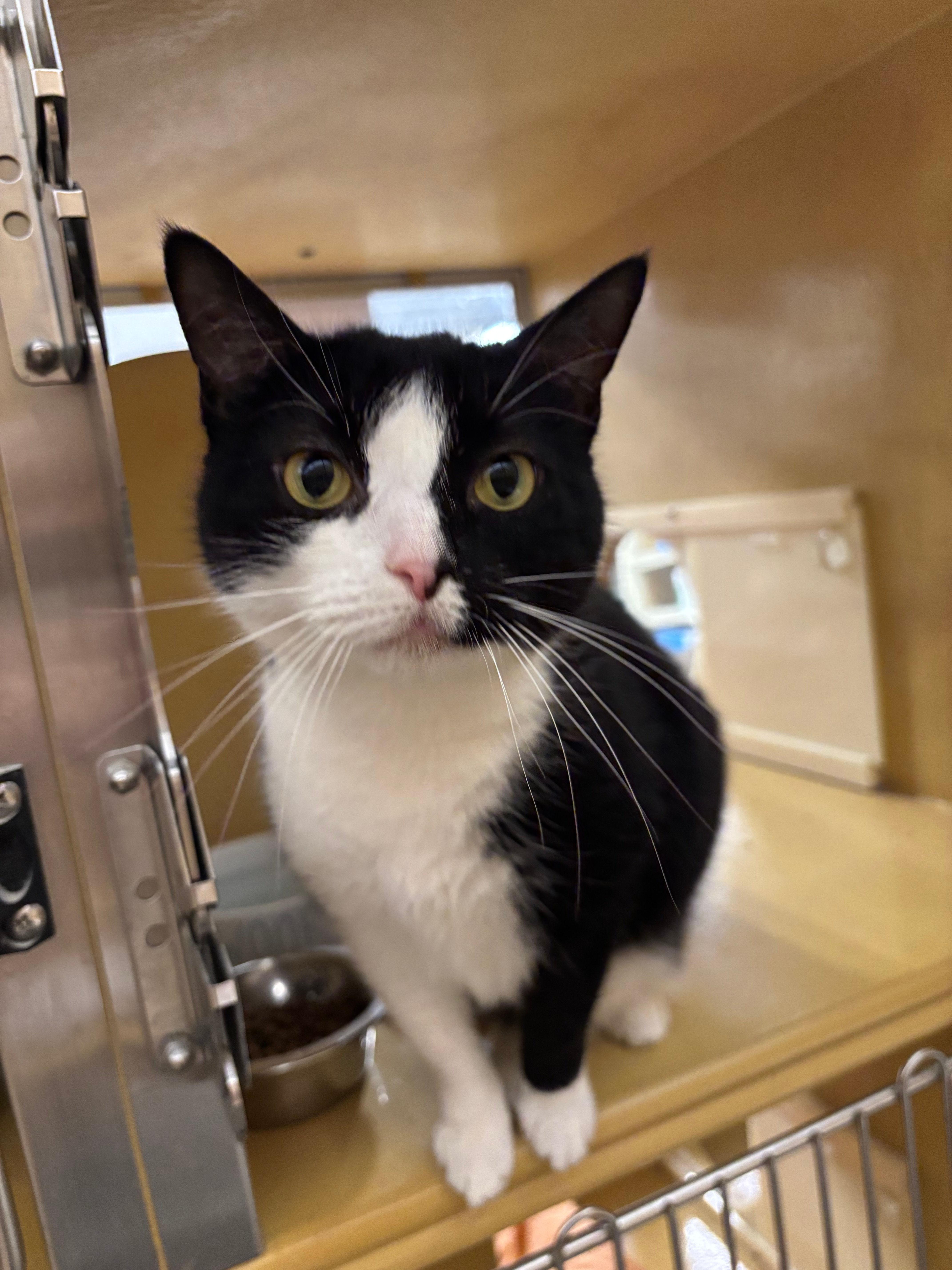 An adult medium-sized female Domestic Short Hair cat named Ariel for adoption in Melrose, MA