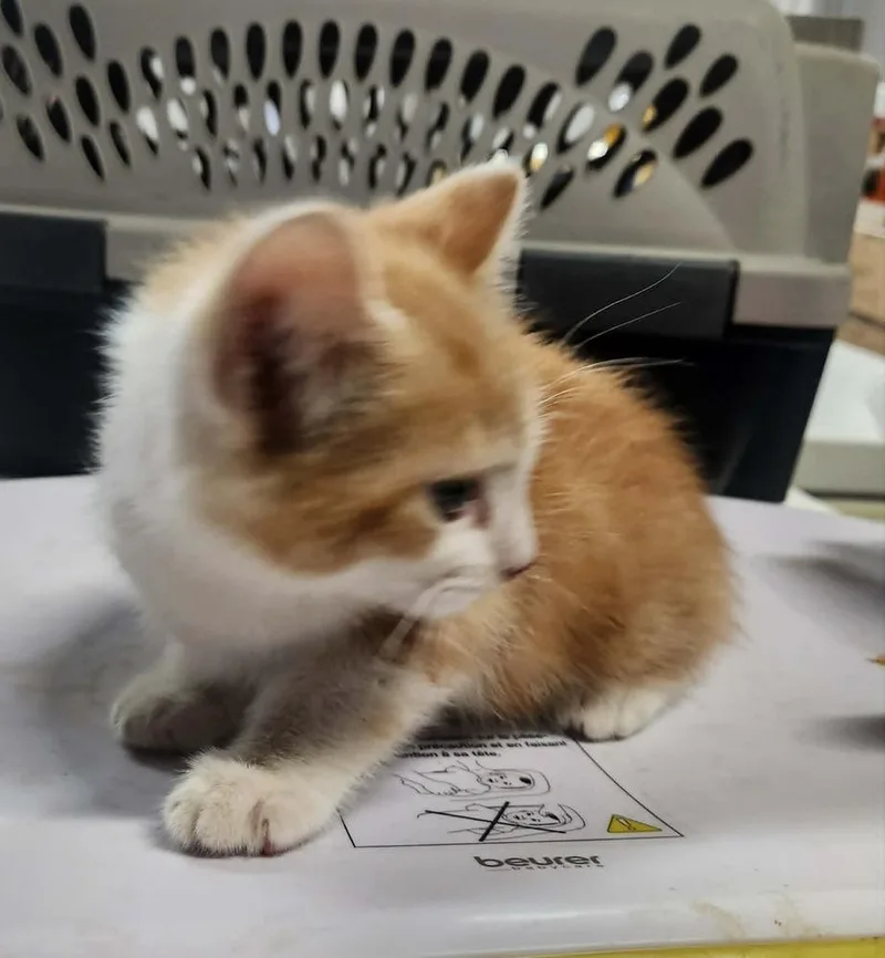 A young small-sized male Orange & White Domestic Short Hair cat named Magnus for adoption in Lexington, TN