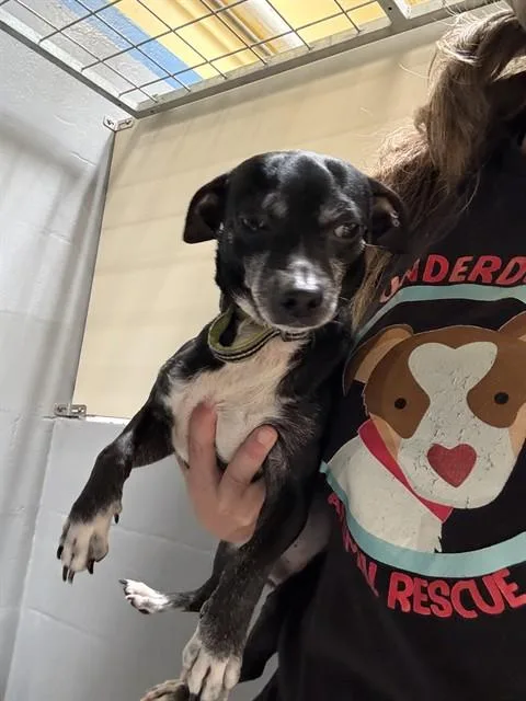 An adult small-sized male Chihuahua dog named Pup Diooghee for adoption in Alameda, CA