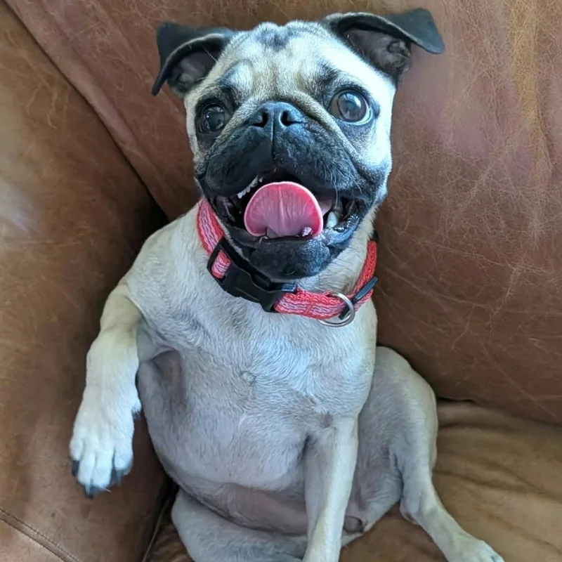 A young small-sized female Pug dog named Frannie for adoption in Las Cruces, NM
