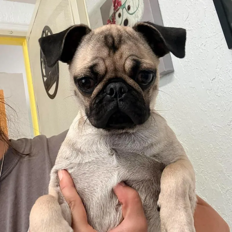 Frannie thumbnail 3