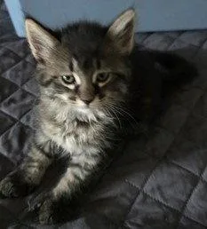A young medium-sized female Domestic Medium Hair cat named Precious for adoption in Phoenix, AZ