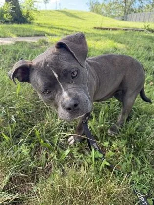 An adult large-sized female Gray / Blue / Silver Pit Bull Terrier dog named Lorelai for adoption in Kansas City, MO