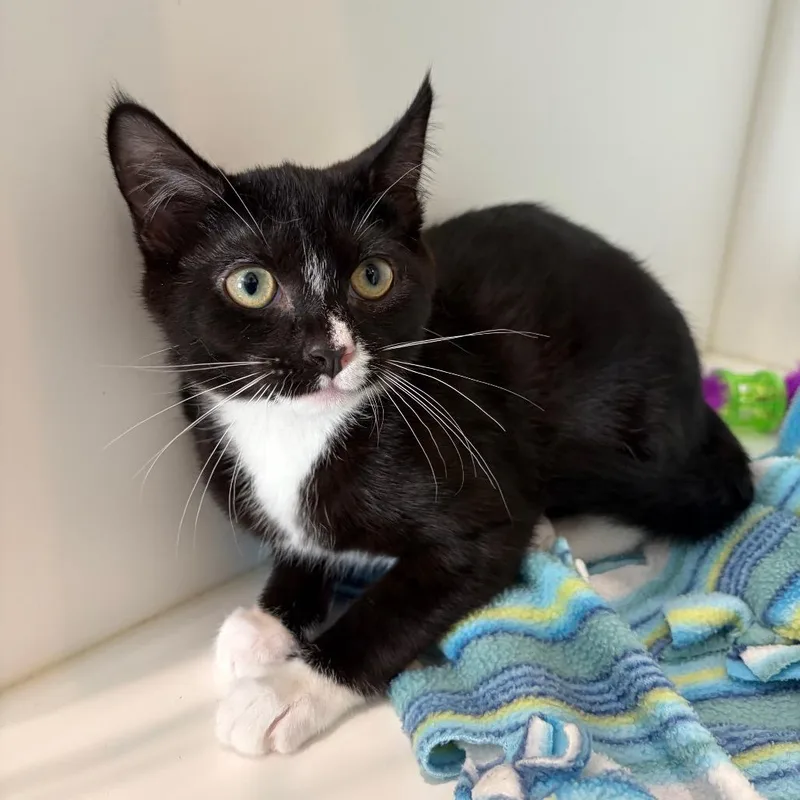 A baby small-sized female Black Domestic Short Hair cat named Shock for adoption in Port Angeles, WA