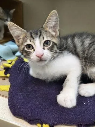 A baby small-sized male Domestic Short Hair cat named Reuben for adoption in Bellevue, WA