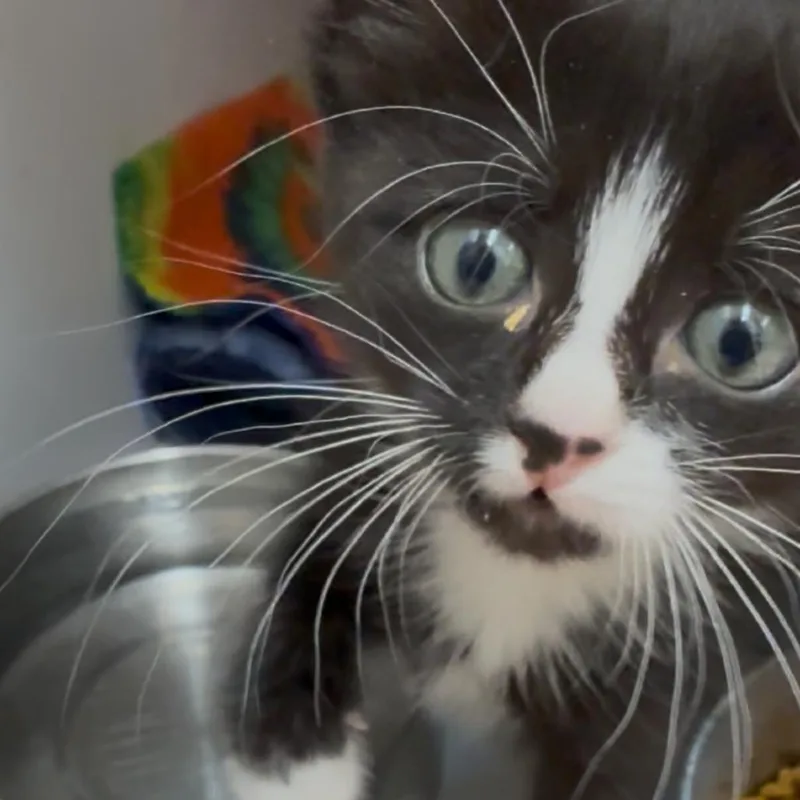 A baby small-sized female Black Domestic Short Hair cat named Altair for adoption in Kanab, UT