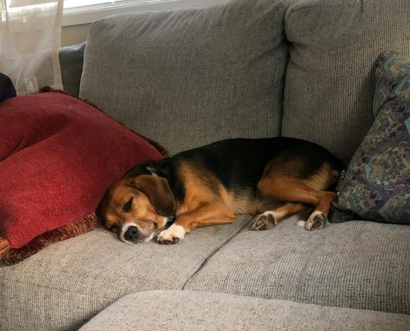 An adult medium-sized female Beagle dog named Retired Research Beagles for adoption in Bothell, WA