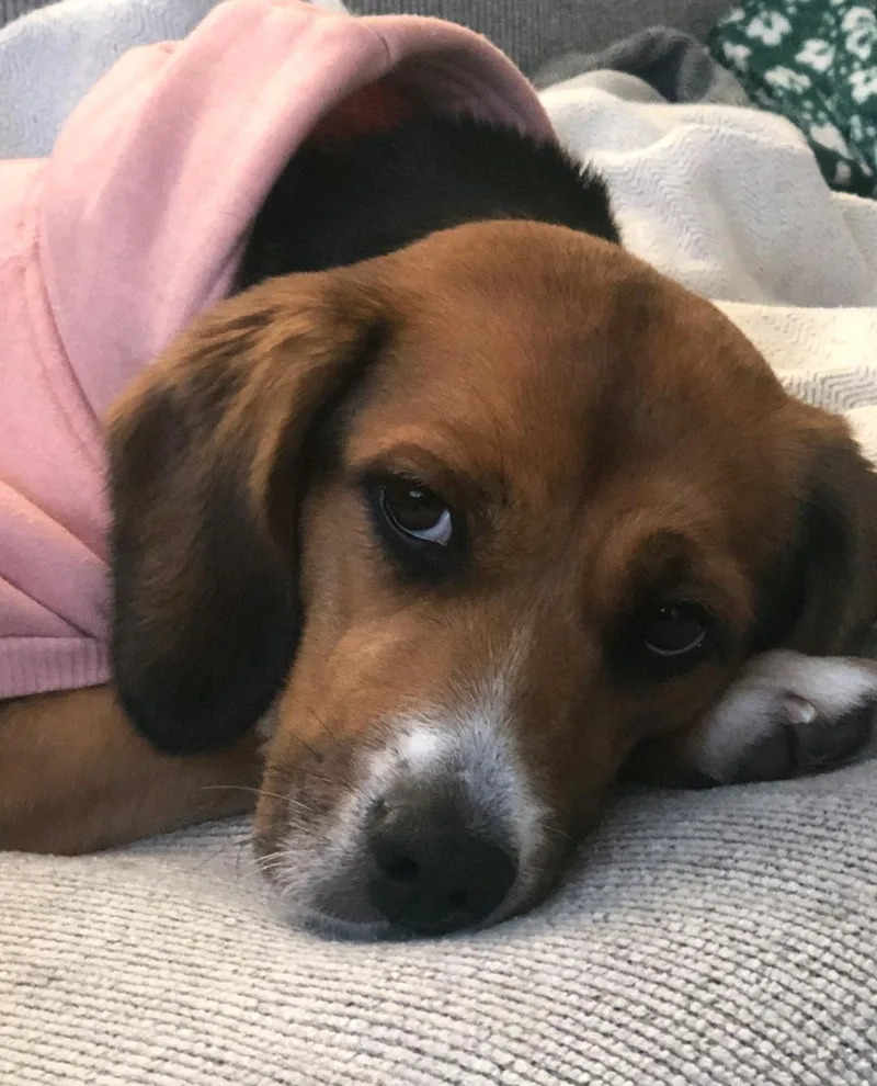 Retired Research Beagles thumbnail 2