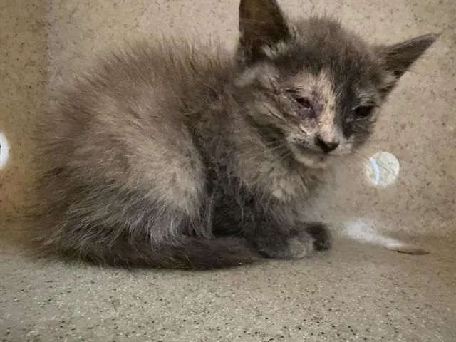A baby small-sized female Domestic Short Hair cat named Gina for adoption in Riverside, CA