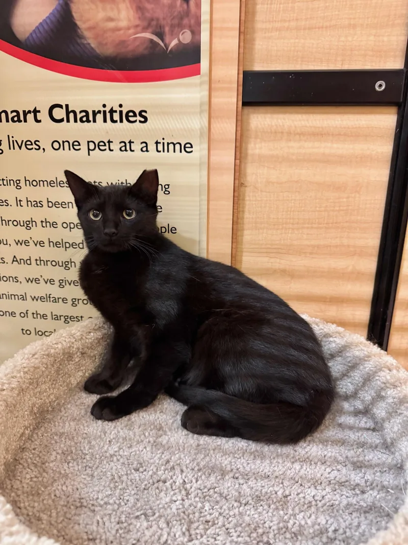 A baby medium-sized male Black Domestic Short Hair cat named Oolong for adoption in Springfield, PA