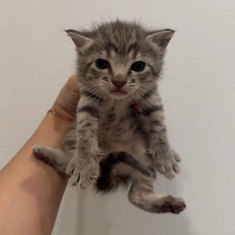 A baby medium-sized male Tabby (Gray / Blue / Silver) Domestic Short Hair cat named Warner for adoption in Chattanooga, TN