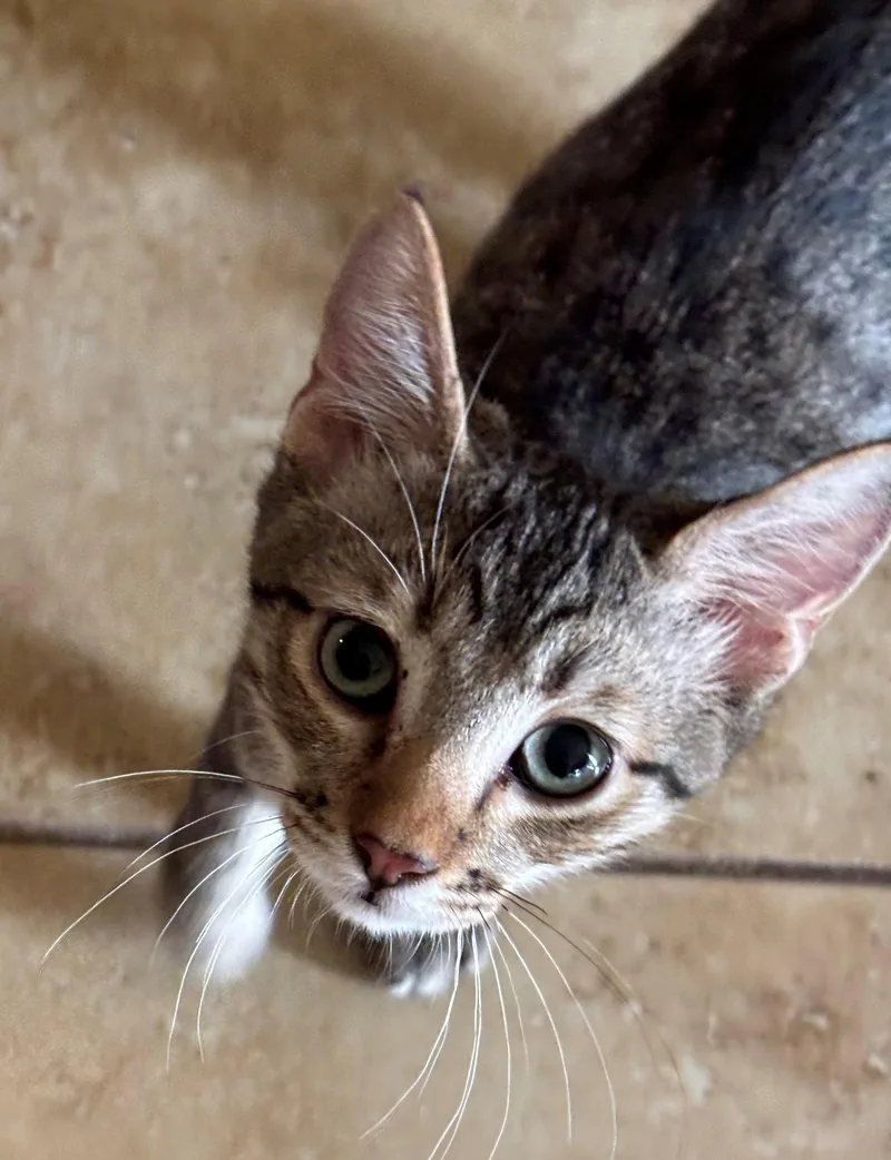 A young medium-sized male Domestic Short Hair cat named Duncan for adoption in Phoenix, AZ