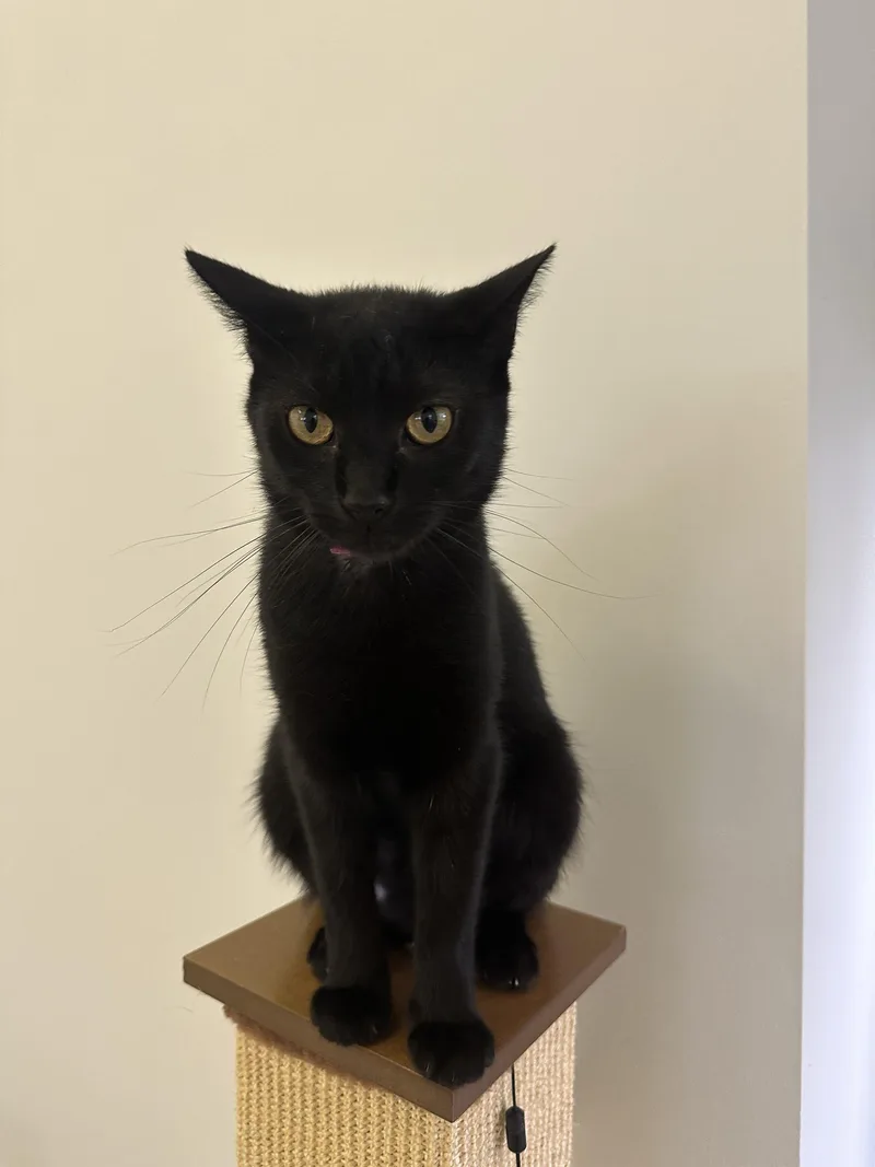 A young medium-sized female Black Domestic Short Hair cat named Button for adoption in Branford, CT