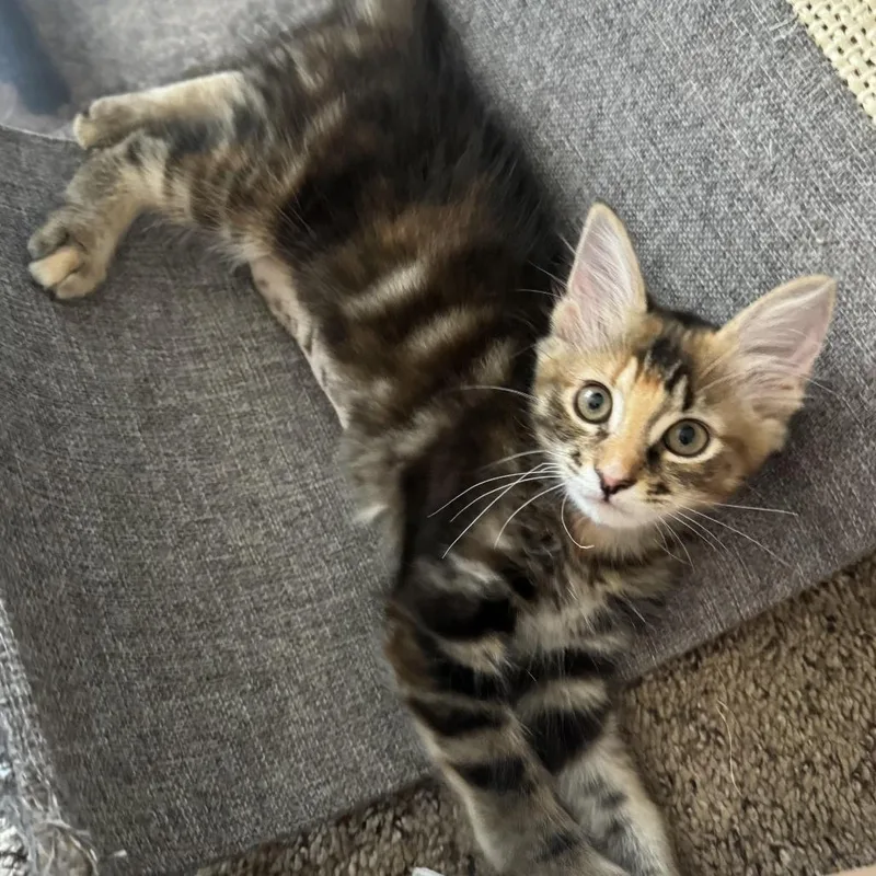A baby small-sized female Calico Domestic Medium Hair cat named Sophie for adoption in Houston, TX
