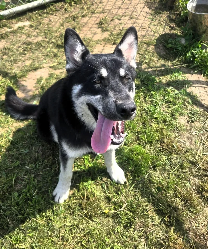 An adult medium-sized male Husky dog named Dakota for adoption in Windsor, MO