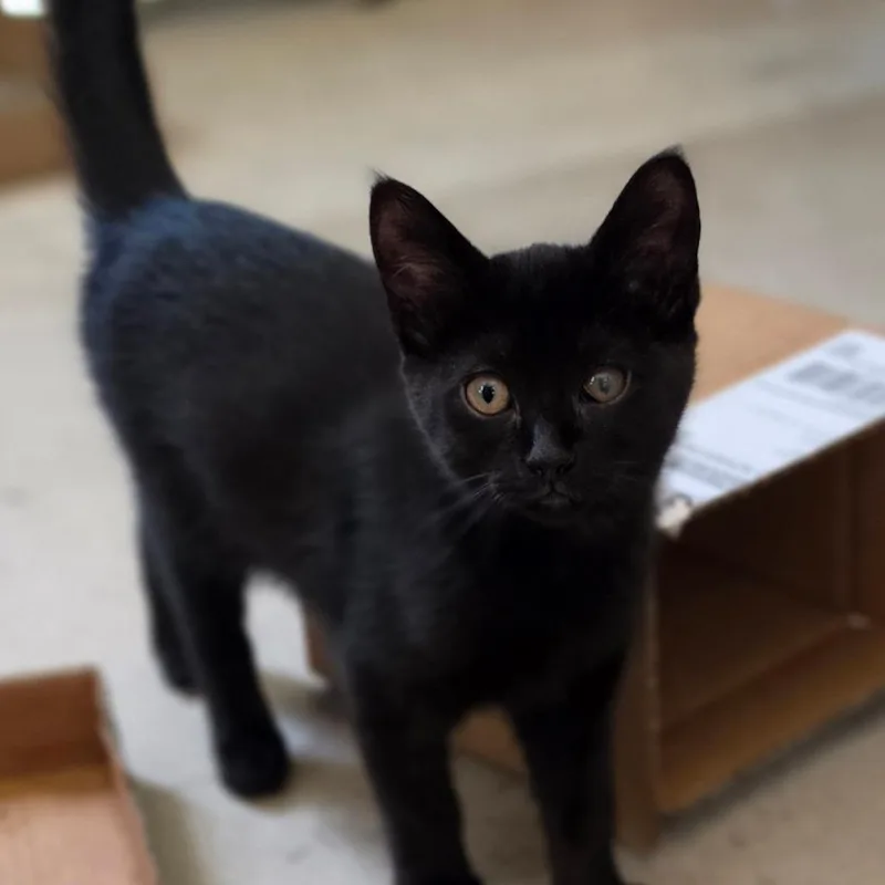 A baby small-sized female Black Domestic Short Hair cat named Buttons for adoption in Muncie, IN
