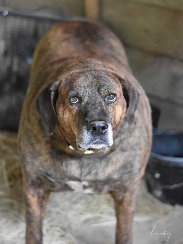 Henry Lee thumbnail 3