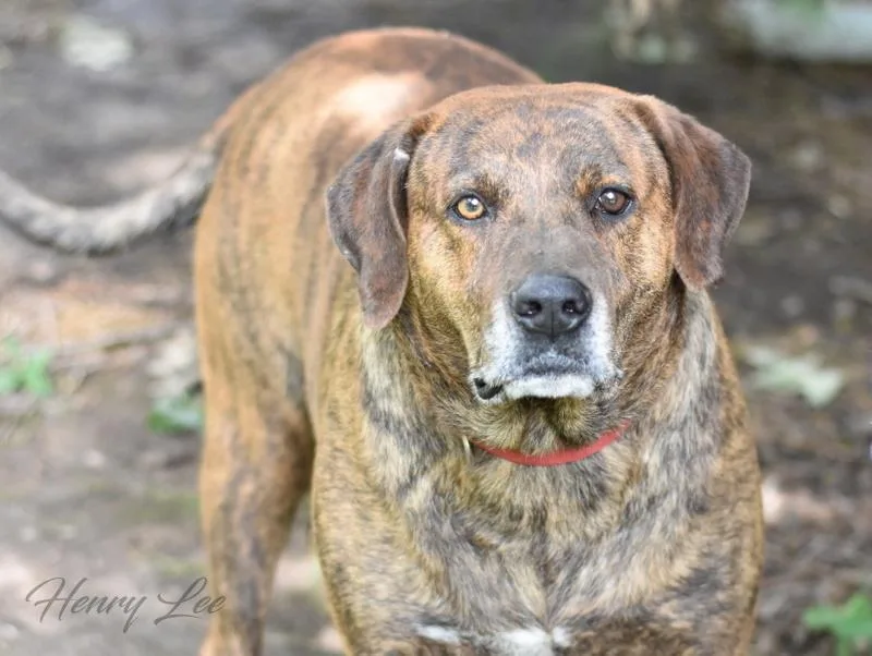 Henry Lee thumbnail 4