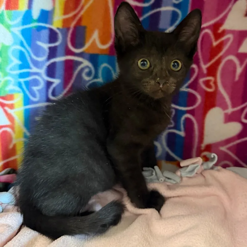 A baby small-sized male Black Domestic Short Hair cat named Gregory for adoption in Naples, FL