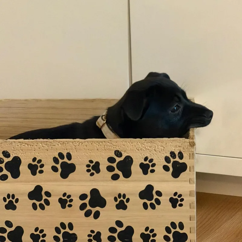 Rose Blossom thumbnail 2