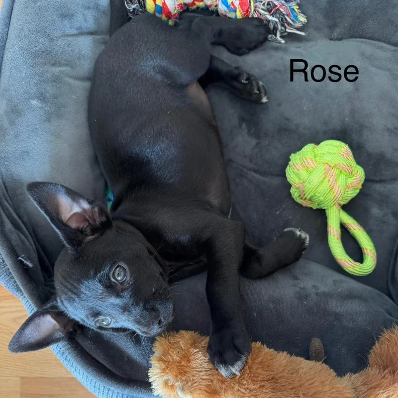 Rose Blossom thumbnail 3