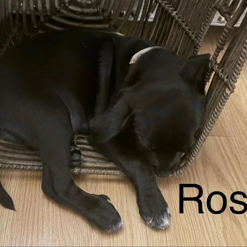 Rose Blossom thumbnail 4