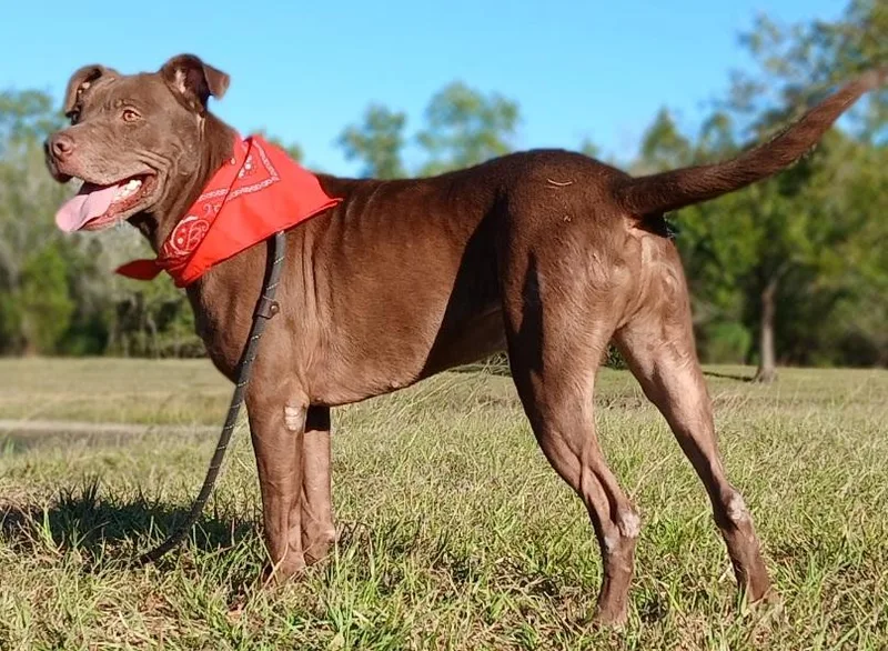 Brownie   Loves thumbnail 3