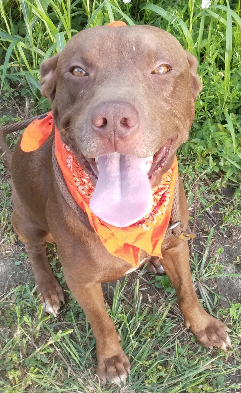 Brownie   Loves thumbnail 4