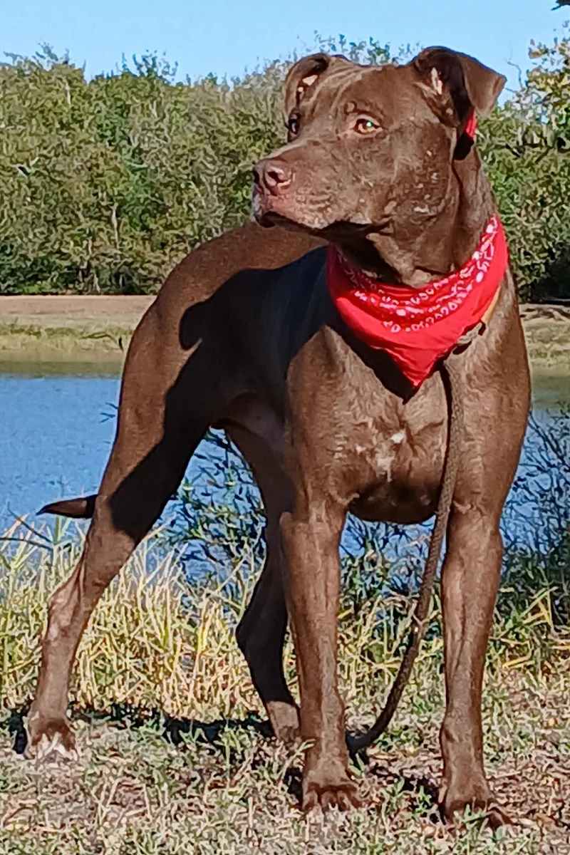 Brownie   Loves thumbnail 6