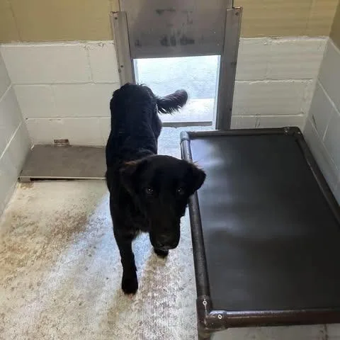 An adult medium-sized male Shepherd dog named Toby for adoption in Bastrop, TX