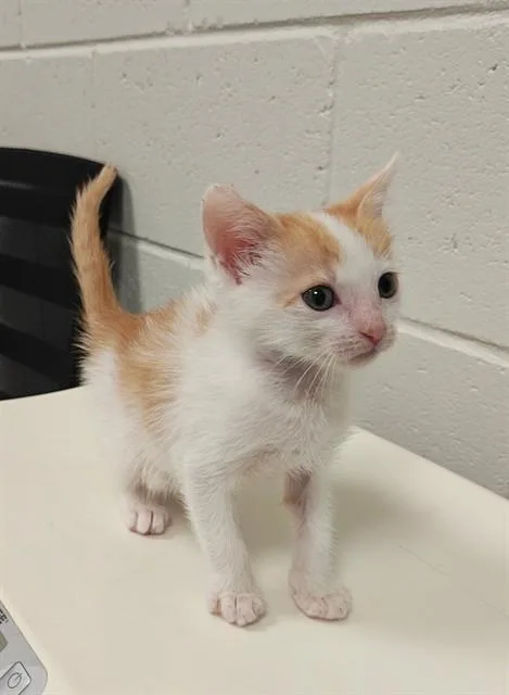 A baby small-sized male Domestic Short Hair cat named Cowboy for adoption in Ocala, FL