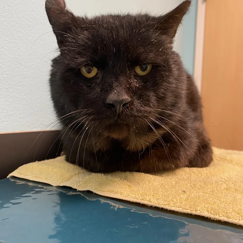 An adult medium-sized male Black Domestic Short Hair cat named Oscar for adoption in Lemoyne, PA