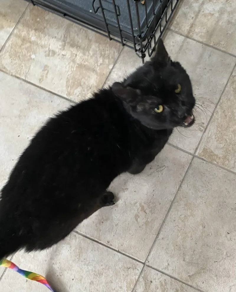 Oscar thumbnail 6