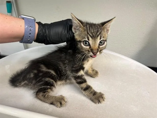 A baby small-sized male Domestic Short Hair cat named Willy for adoption in Antioch, CA