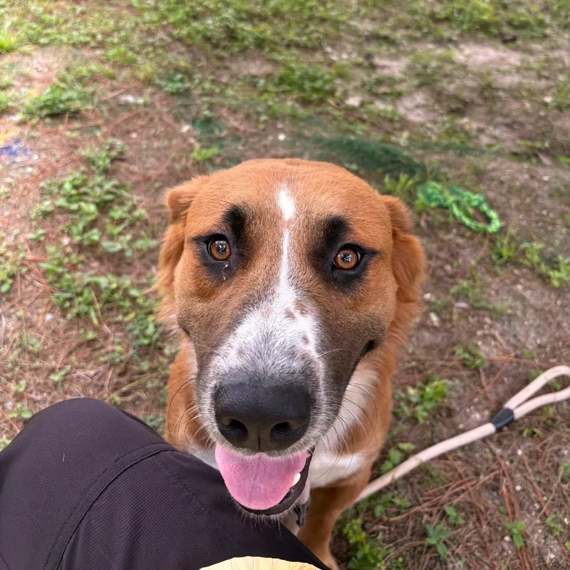 A young large-sized male Brown / Chocolate Mixed Breed dog named Beethoven for adoption in Naples, FL