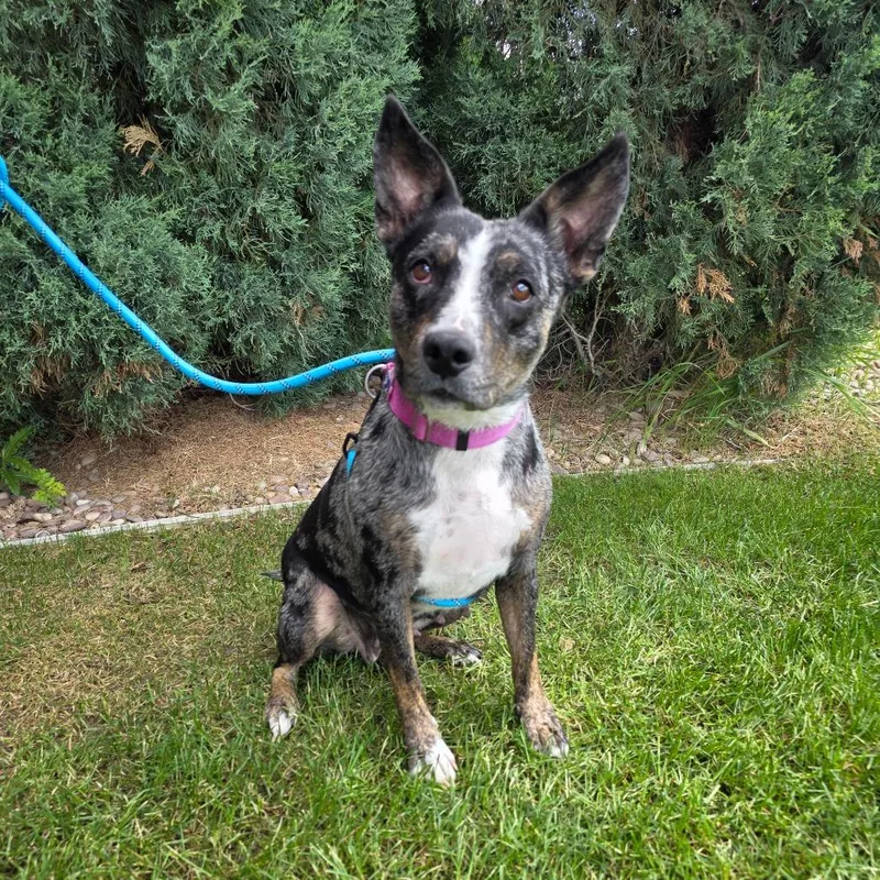 An adult medium-sized female Black Australian Cattle Dog / Blue Heeler dog named Sweetheart for adoption in Great Falls, MT