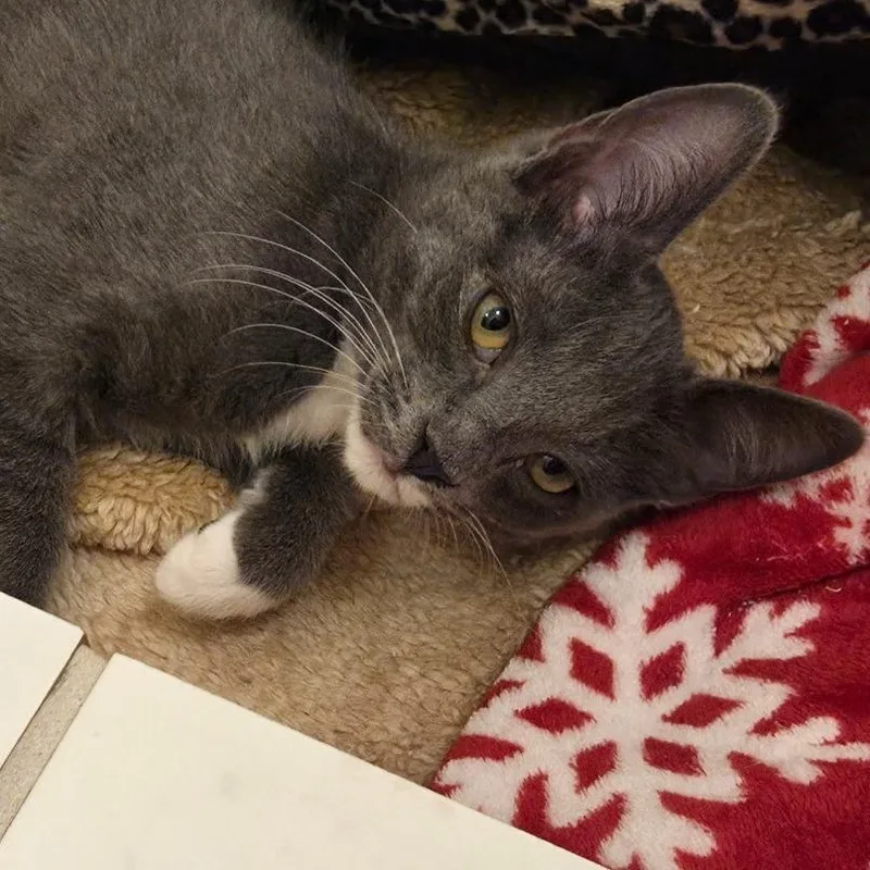 A baby small-sized male Gray / Blue / Silver Domestic Short Hair cat named Fred for adoption in Los Angeles, CA