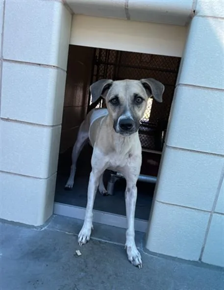 An adult medium-sized female Whippet dog named Abragail for adoption in Corpus Christi, TX