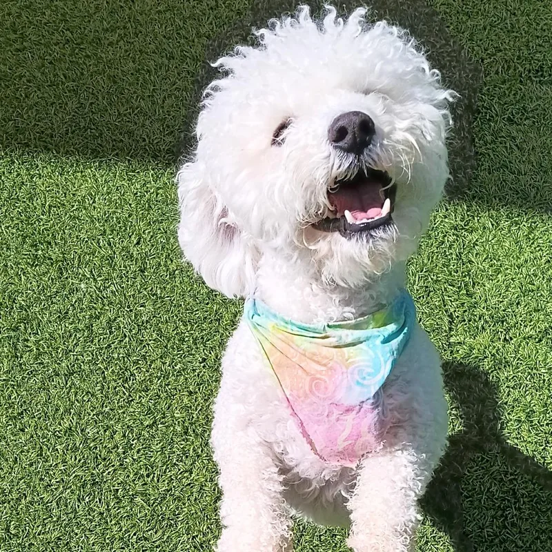 An adult small-sized male White / Cream Bichon Frise dog named Cooper for adoption in Washington Township, OH