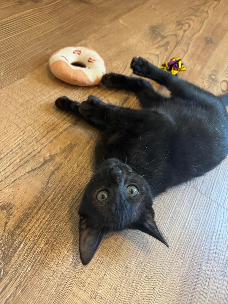 A baby small-sized female Domestic Long Hair cat named Kiki for adoption in Lewisville, TX