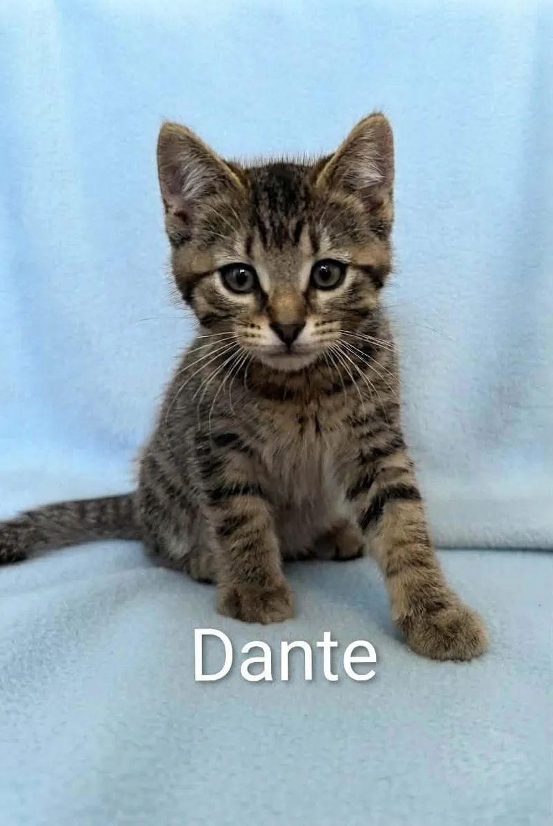A baby medium-sized male Tabby (Brown / Chocolate) Tabby cat named Dante for adoption in Wyandotte, MI