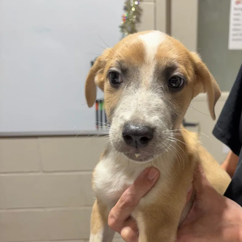 A baby small-sized male Yellow / Tan / Blond / Fawn Mixed Breed dog named Sawyer for adoption in Milton, FL