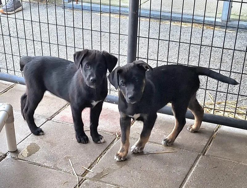 Rocknroll Litter thumbnail 2