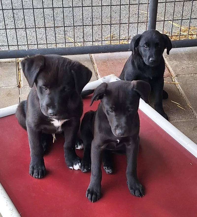A young medium-sized male Black Black Labrador Retriever dog named Rocknroll Litter for adoption in Stanton, KY