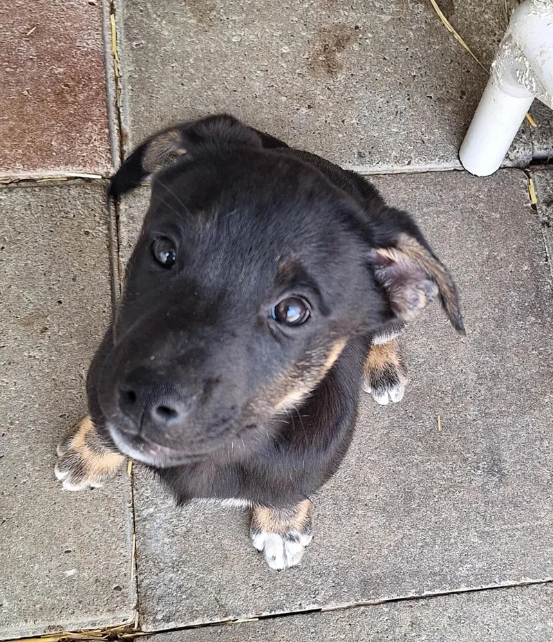 Rocknroll Litter thumbnail 3