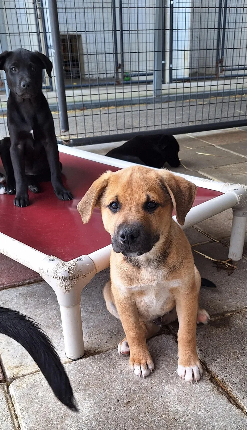 Rocknroll Litter thumbnail 4