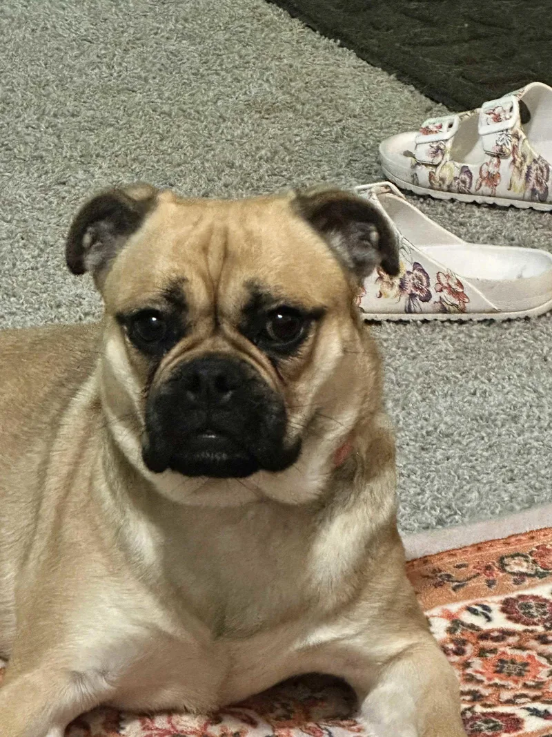 A young small-sized female Pug dog named Twix CCHS for adoption in Locust Grove, GA