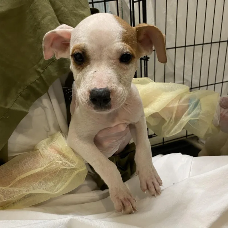 A baby small-sized male White / Cream Mixed Breed dog named Chase for adoption in Lynchburg, VA
